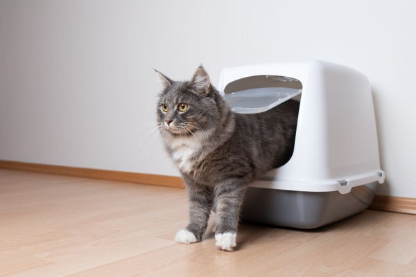 các lưu ý khi chọn nhà vệ sinh cho mèo