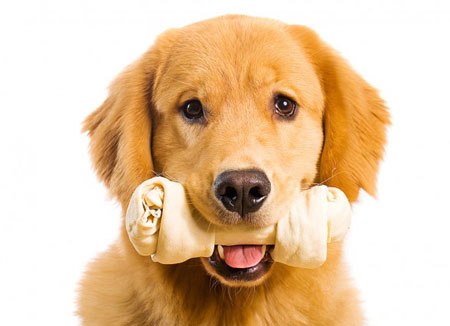 Cách làm đồ chơi cho chó poodle