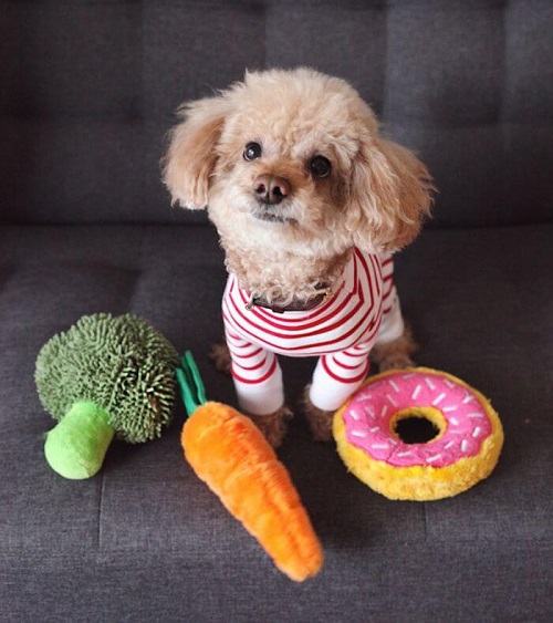 đồ chơi cho chó poodle