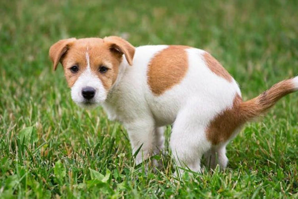 chó bị táo bón