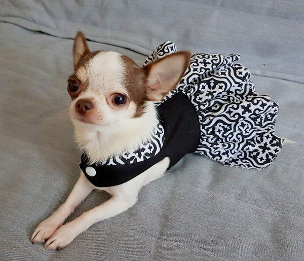 giong-cho-chihuahua-nho-nuoi-trong-nha