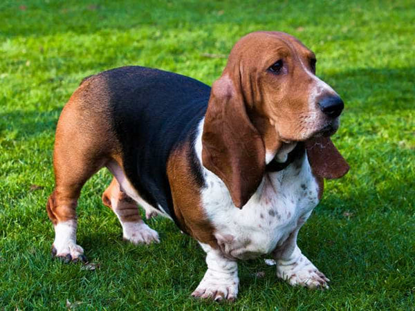 Cho-basset-hound
