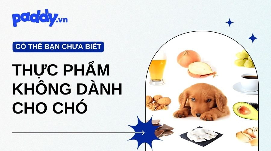 Thức Ăn Cho Người Có Hại Cho Chó Không?