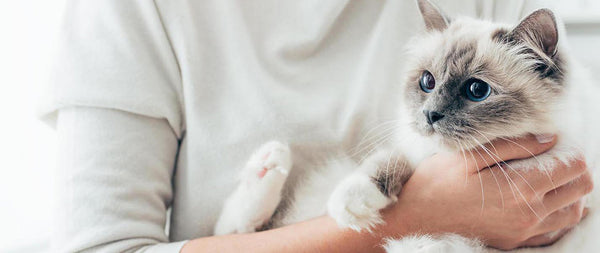 chăm sóc mèo miến điện Birman