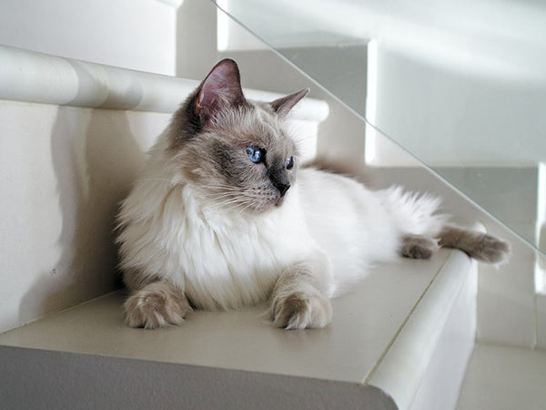 mèo miến điện Birman