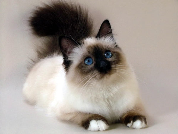 mèo miến điện Birman
