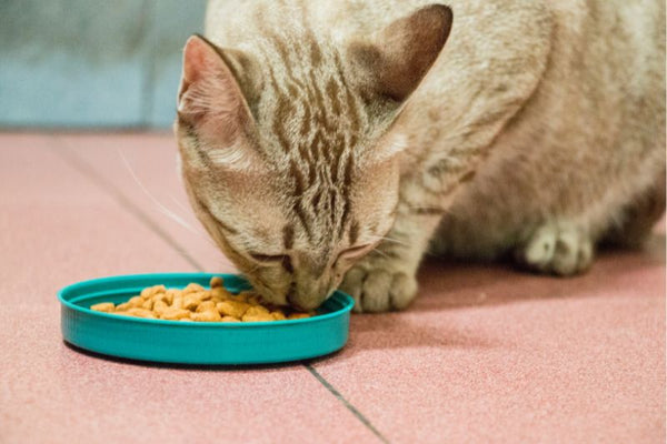 Royal Canin Cho Mèo Theo Từng Độ Tuổi