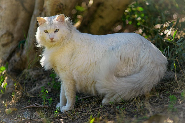 mèo Ankara