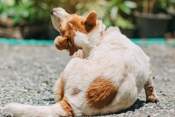 cách đuổi ve chó ra khỏi nhà