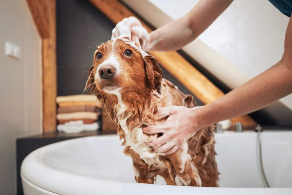 cách đuổi ve chó ra khỏi nhà