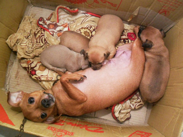 cách chăm chó con mới đẻ