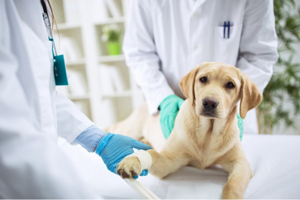 những điều chủ nuôi cần biết về bệnh Leptospirosis
