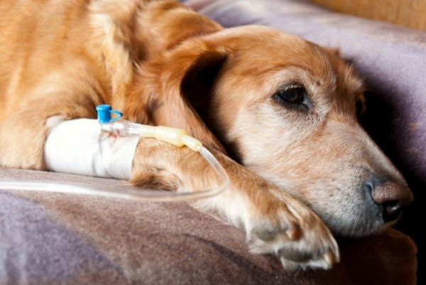 những điều chủ nuôi cần biết về bệnh Leptospirosis