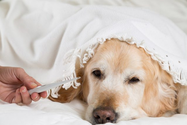 những điều chủ nuôi cần biết về bệnh Leptospirosis