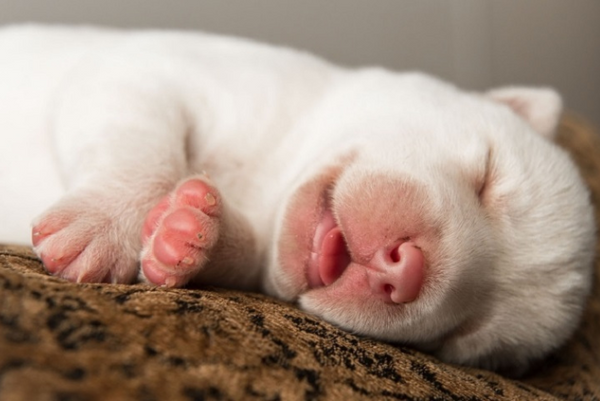 Chó con mới về nhà kêu nhiều vào ban đêm