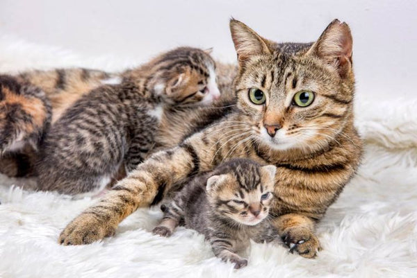 mèo mẹ không có sữa phải làm sao