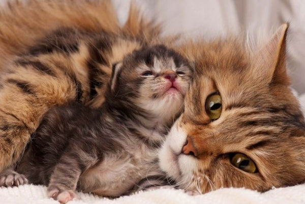 mèo mẹ không có sữa phải làm sao