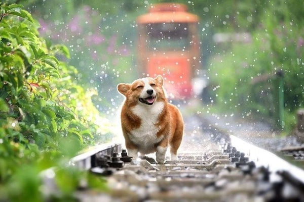 nên làm gì khi corgi bị béo phì