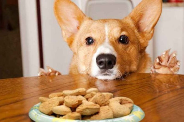 nên làm gì khi corgi bị béo phì