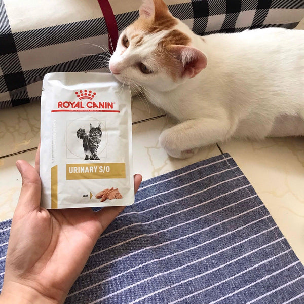 pate hỗ trợ đường tiết niệu