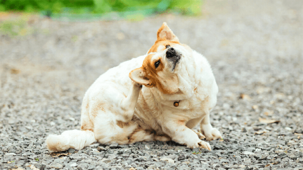 Nguyên nhân nhiễm bệnh ký sinh trùng máu