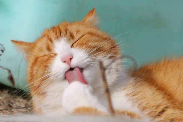 Tắc búi lông ở mèo