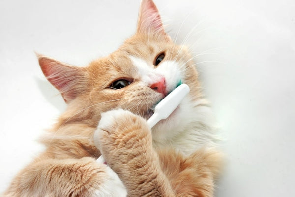 Mèo mắc phải các vấn đề về răng miệng