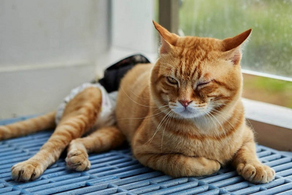 Chó mèo bị gãy xương nên ăn gì