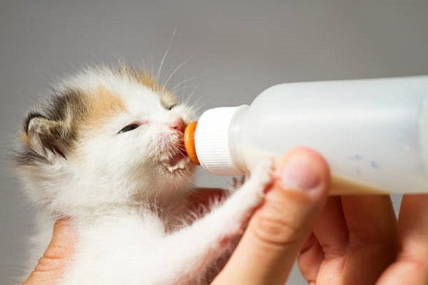 Tìm hiểu về lợi ích của sữa cho mèo