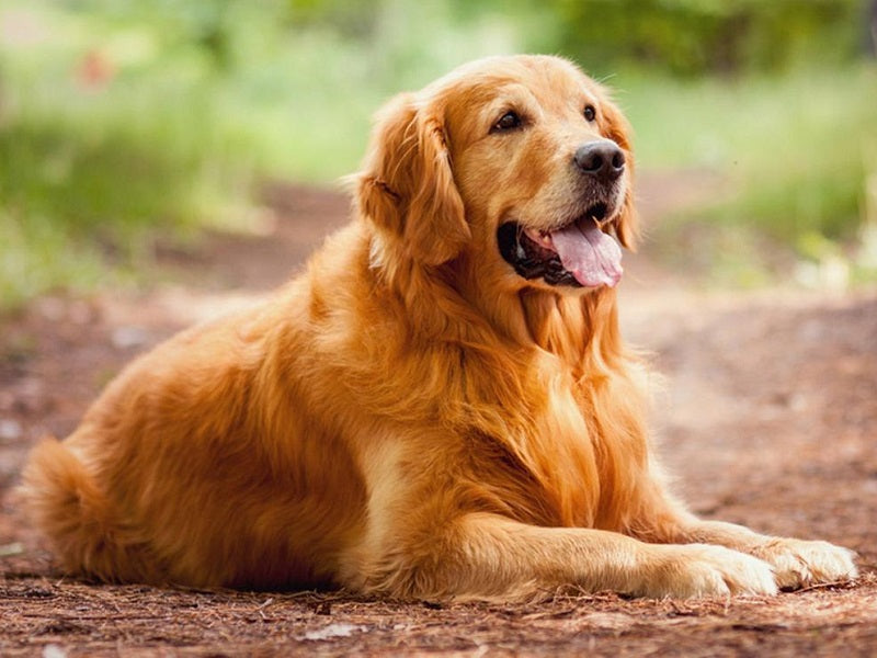 cho-golden-retriever