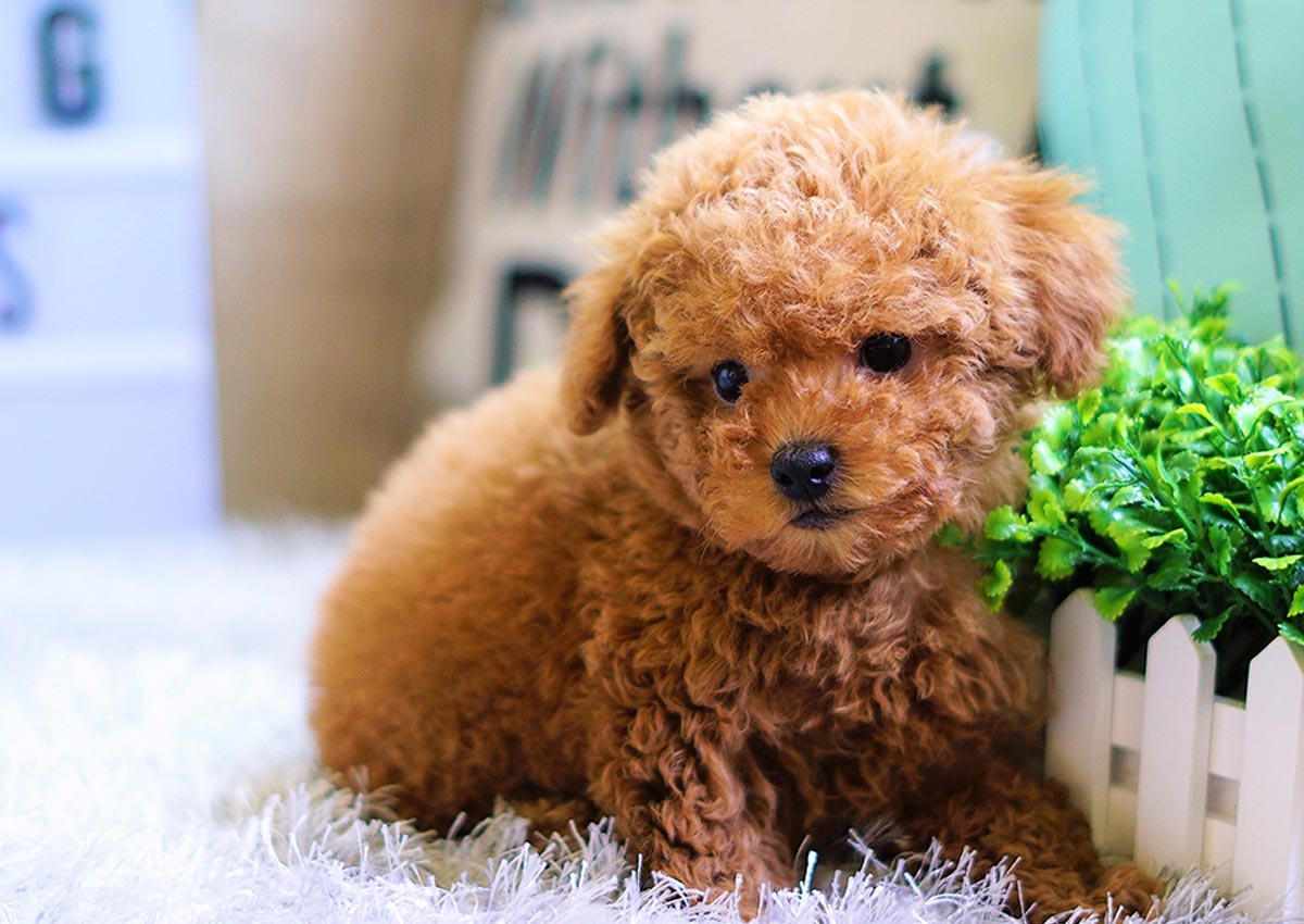 giong-cho-canh-poodle-o-tphcm