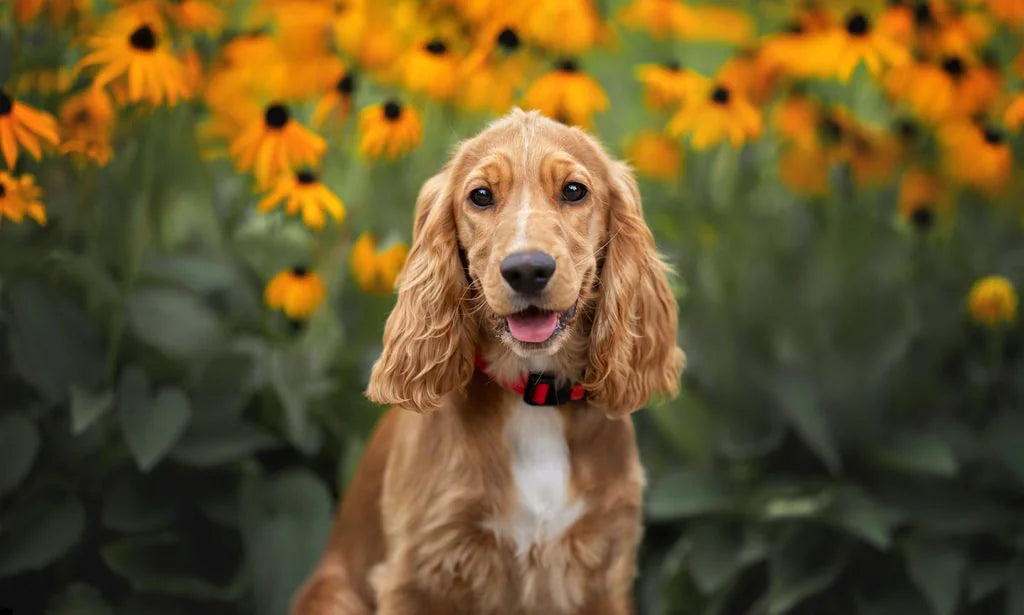 Cocker-Spaniel_giong-cho-canh-o-tpHCM