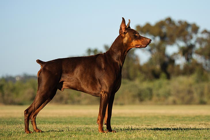 giong-cho-canh-Doberman-Pinscher-o-tphcm