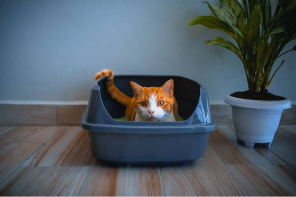 mèo bị bí tiểu