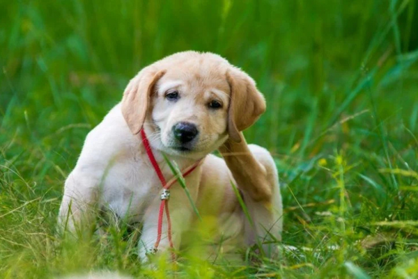 Chó bị ngứa gãi liên tục