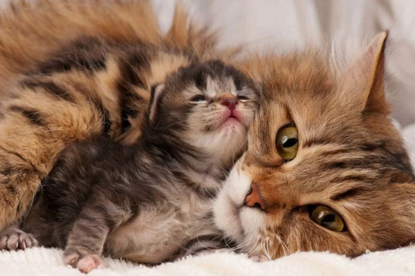 mèo giao phối bao lâu thì có thai