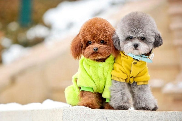Poodle - Giống chó nhỏ ít lông