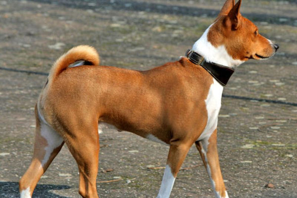 Basenji - Giống chó lông ngắn, ít rụng lông
