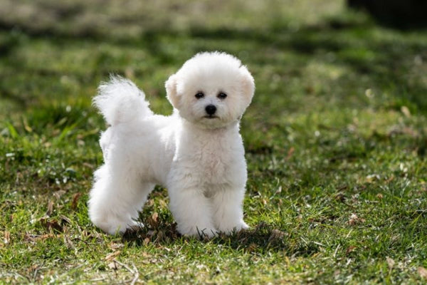 Bichon Frise - Giống chó lông ngắn, ít rụng lông