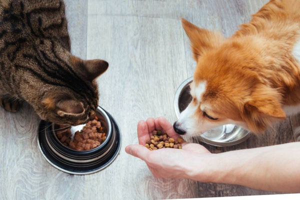 hạt hữu cơ cho chó mèo