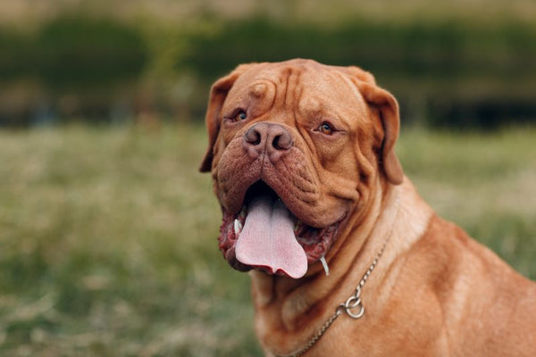 Dogue de Bordeaux (Chó Ngao Pháp)