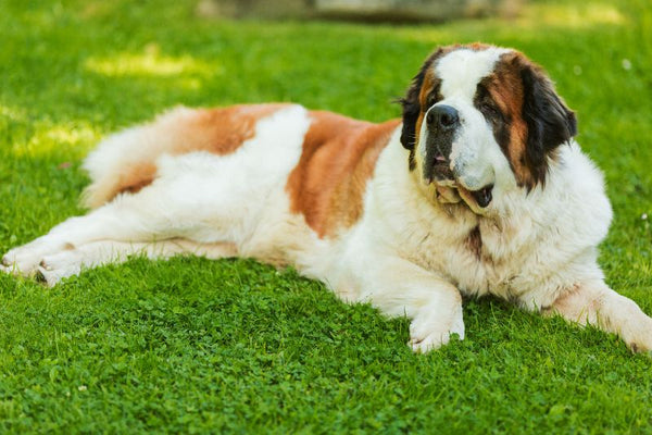 Chó St. Bernard (Chó cứu hộ Thụy Sĩ)