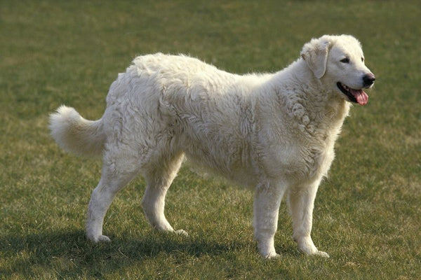 Giống Kuvasz