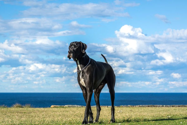 Giống chó Great Dane - Những chú chó lớn nhất thế giới