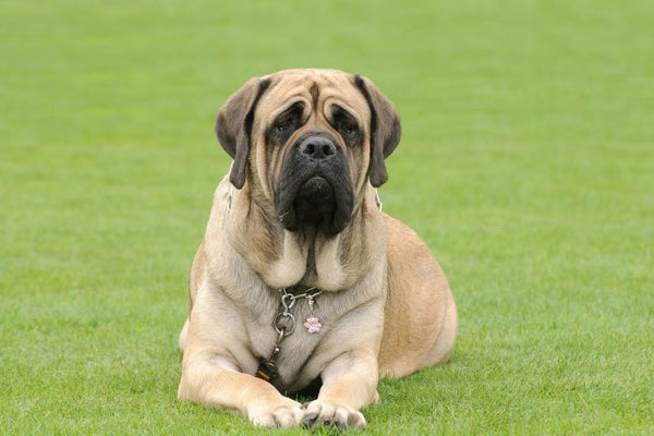 Giống chó English Mastiff - Các giống chó to lớn nhất