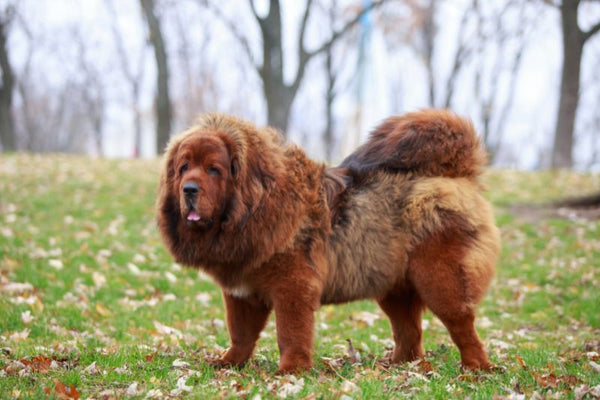 Tibetan mastiff - Chó ngao Tây Tạng