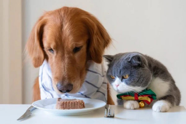 Có nên cho mèo ăn nhiều súp thưởng hay không
