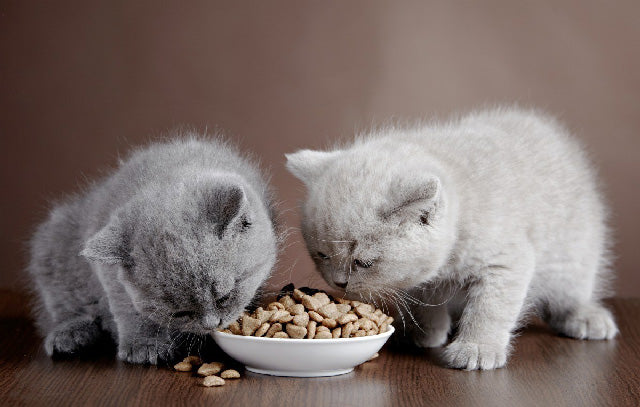Royal-canin-kitten-cho-meo-con