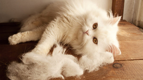 cat-long-cho-meo-tai-nha