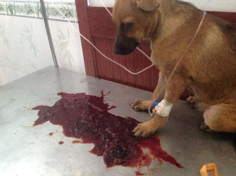 benh-parvovirus-o-cho